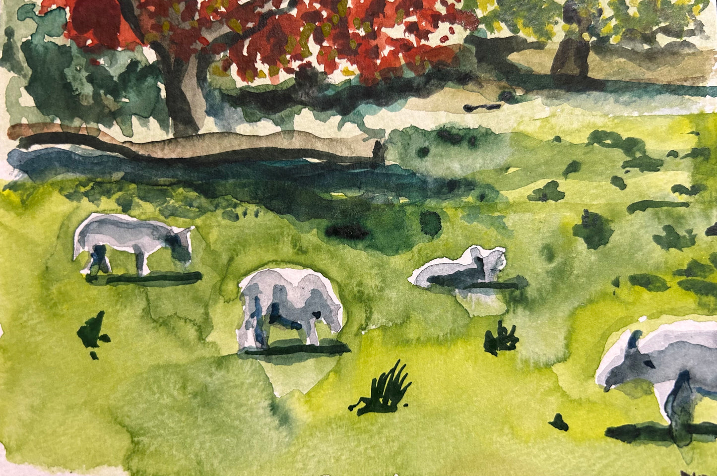 Sheep at Machynlleth, Wales