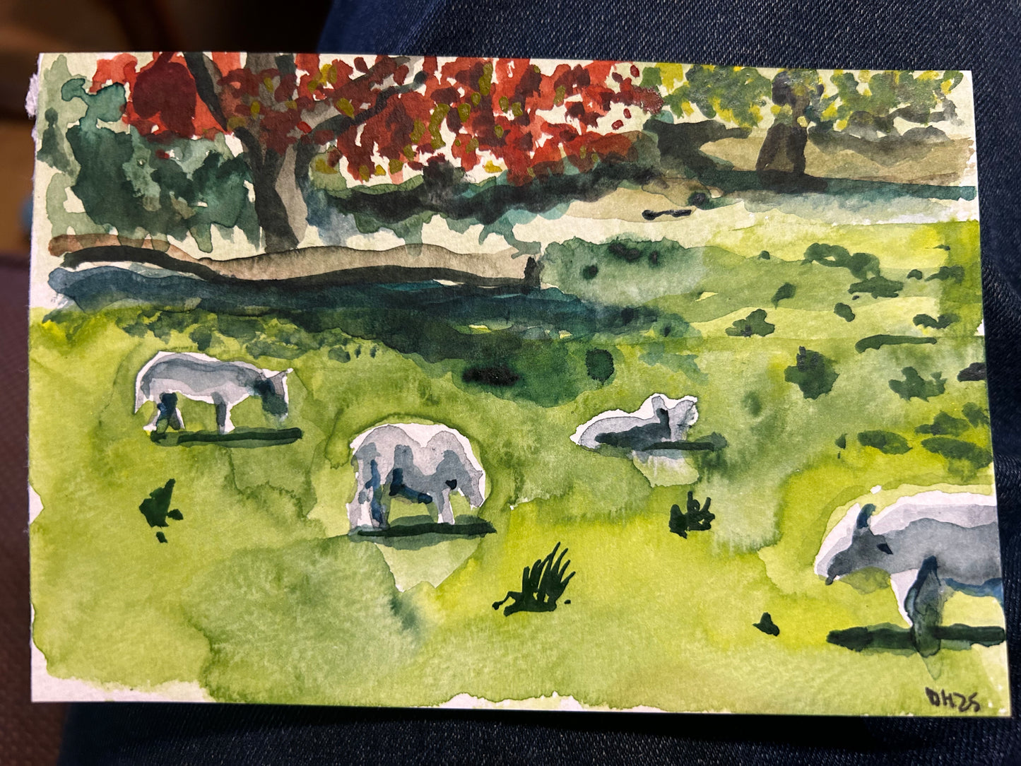 Sheep at Machynlleth, Wales