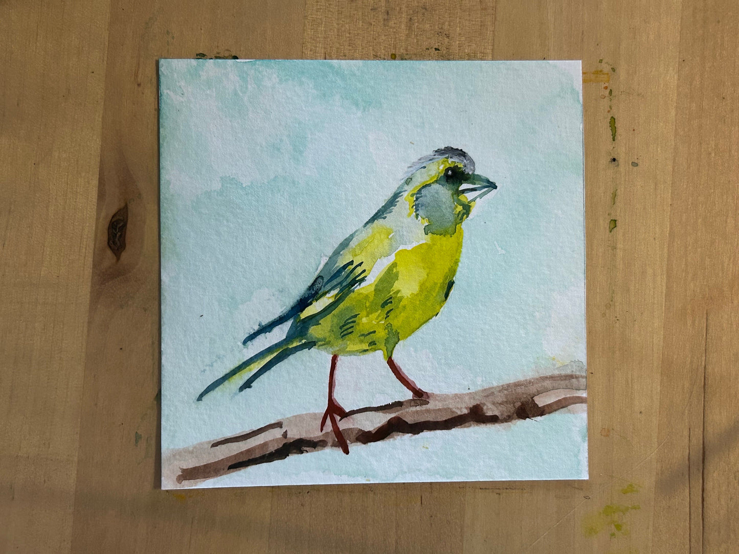 Green Finch. 10cm square watercolour painting.