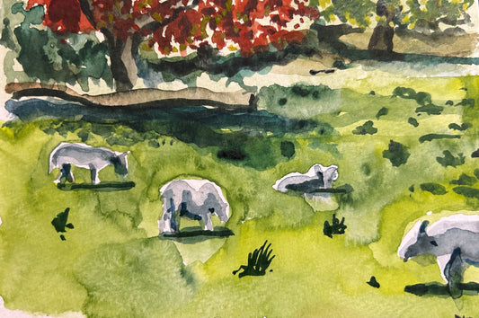 Sheep at Machynlleth, Wales